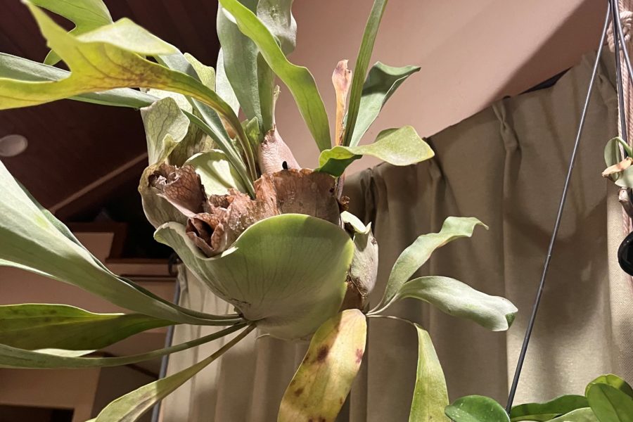 ダクトレールとグリーン