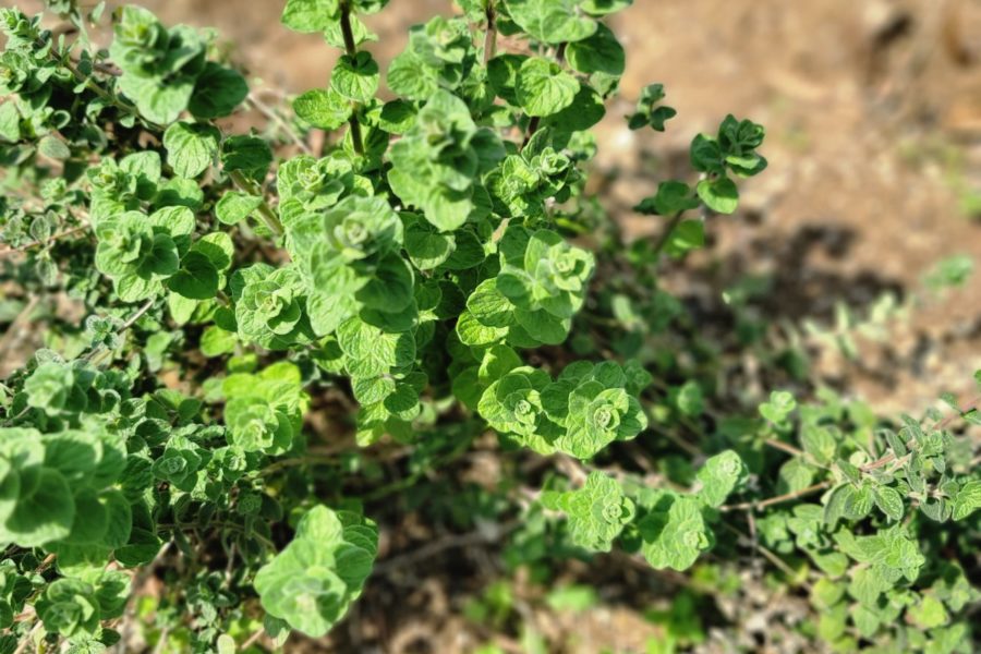 冬越しのできた自宅のハーブ。